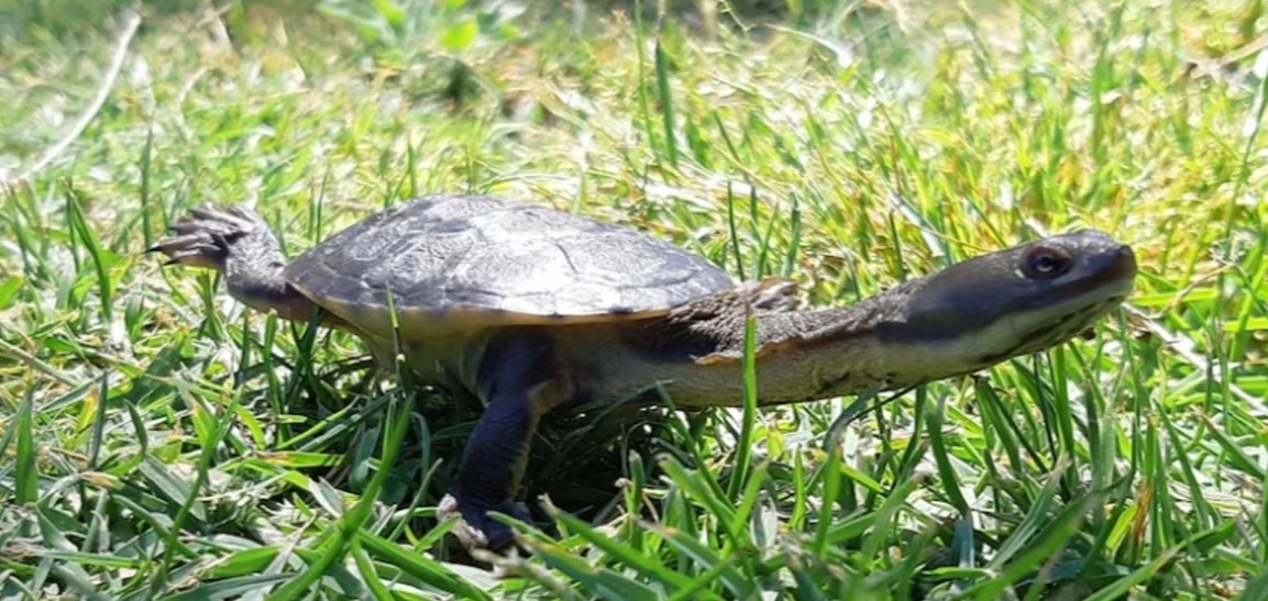 LCC │ Save our Snake-Necked Turtles Information + Training Session