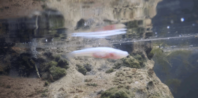 Exmouth water review