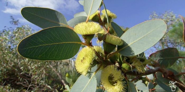 bell-fruited mallee
