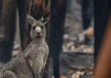 climate change report