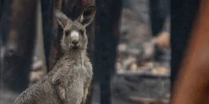 climate change report