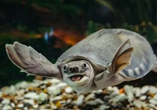 pig nose turtle