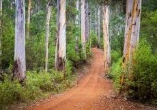 south west forest plan